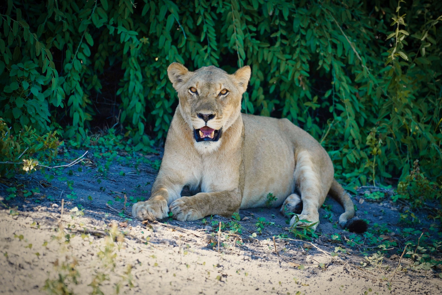 AFRICA: Mozambique, Eswatini, Zambia, Zimbabwe, Botswana