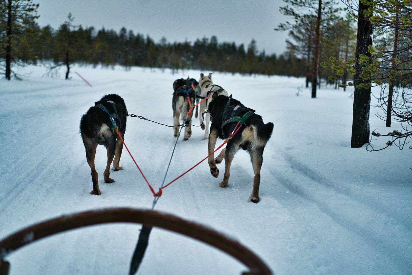 НОВЫЙ ГОД В ЛАПЛАНДИИ