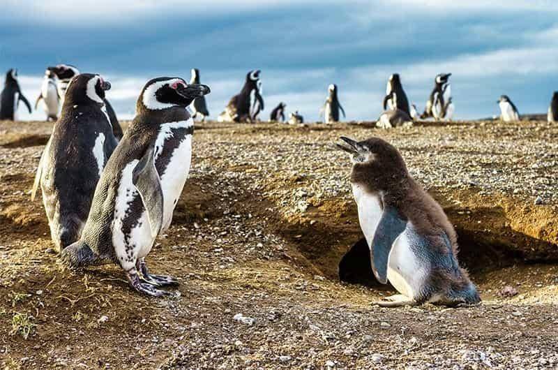 ПАТАГОНІЯ ТА ВОГНЯНА ЗЕМЛЯ