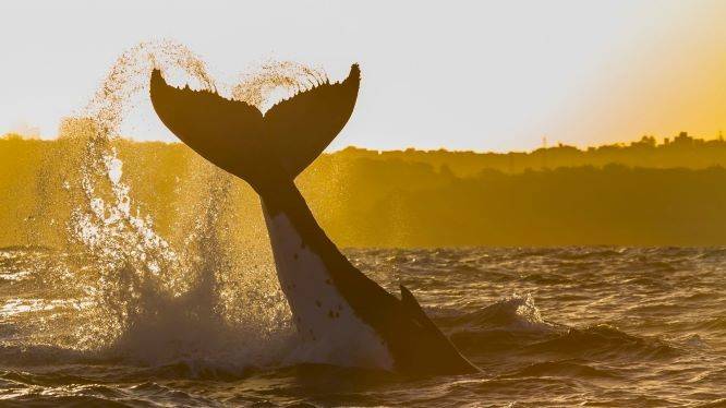 АЗОРСКИЕ ОСТРОВА И МАДЕЙРА